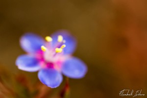 Fleur en pastel   